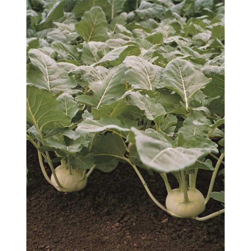 GULIOARE KORIST 2500SEM