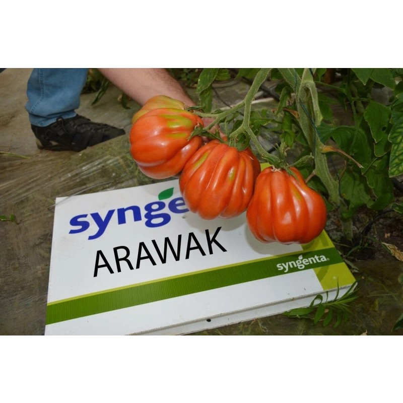 TOMATE ARAWAK F1 500SEM