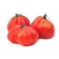 TOMATE ARAWAK F1 500SEM