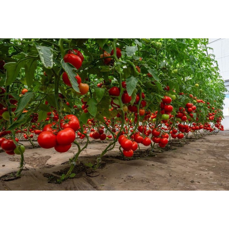 TOMATE CICIU F1 500SEM