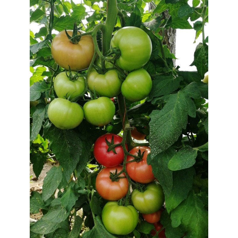 TOMATE GUSTO PINK F1 500SEM