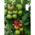 TOMATE GUSTO PINK F1 500SEM