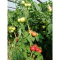 TOMATE GUSTO PINK F1 500SEM