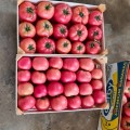 TOMATE GUSTO PINK F1 500SEM