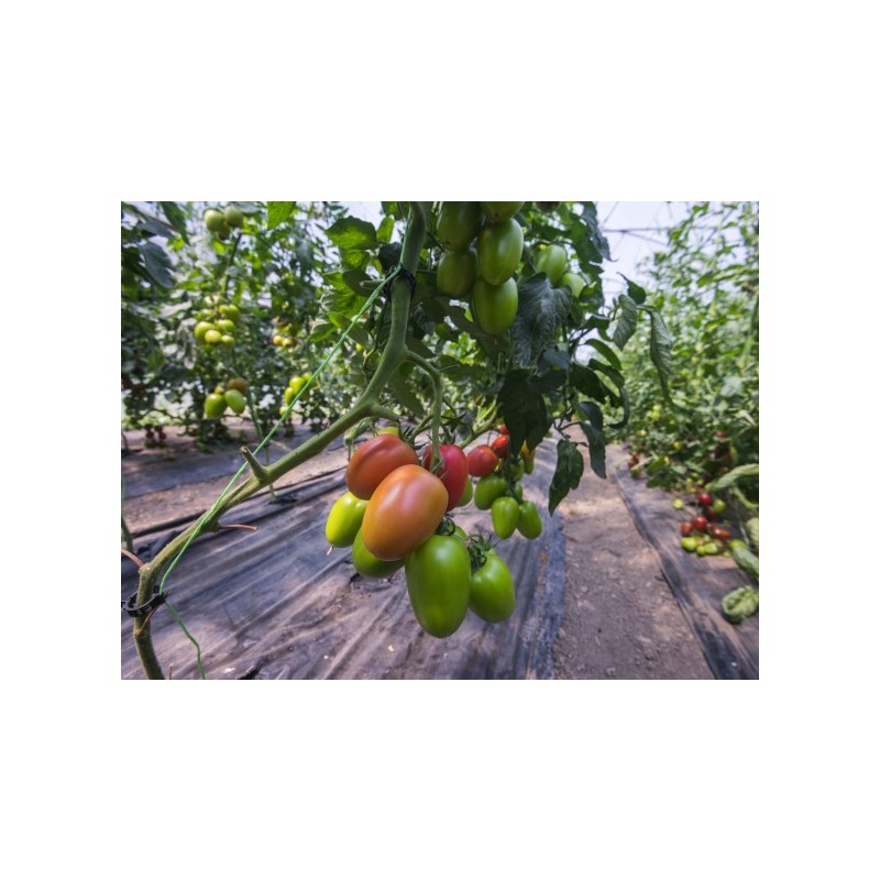 TOMATE KONGO F1 250 SEM