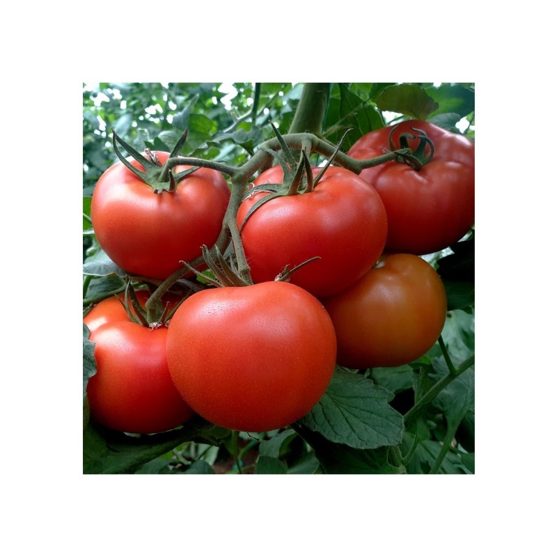 TOMATE MACSIN F1 500SEM