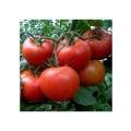 TOMATE MACSIN F1 500SEM