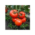 TOMATE MACSIN F1 500SEM