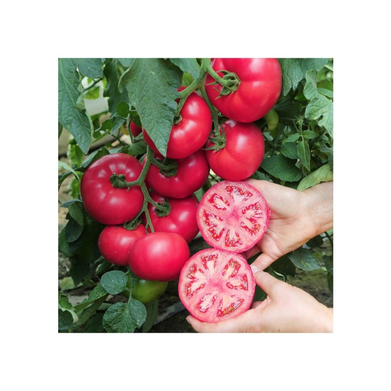 TOMATE MANISTELLA F1 500SEM