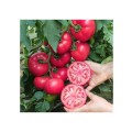 TOMATE MANISTELLA F1 500SEM