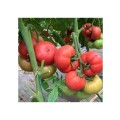 TOMATE MANISTELLA F1 500SEM