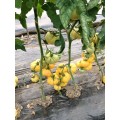TOMATE MONTE YELLOW 250SEM 