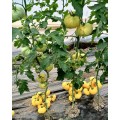 TOMATE MONTE YELLOW 250SEM 