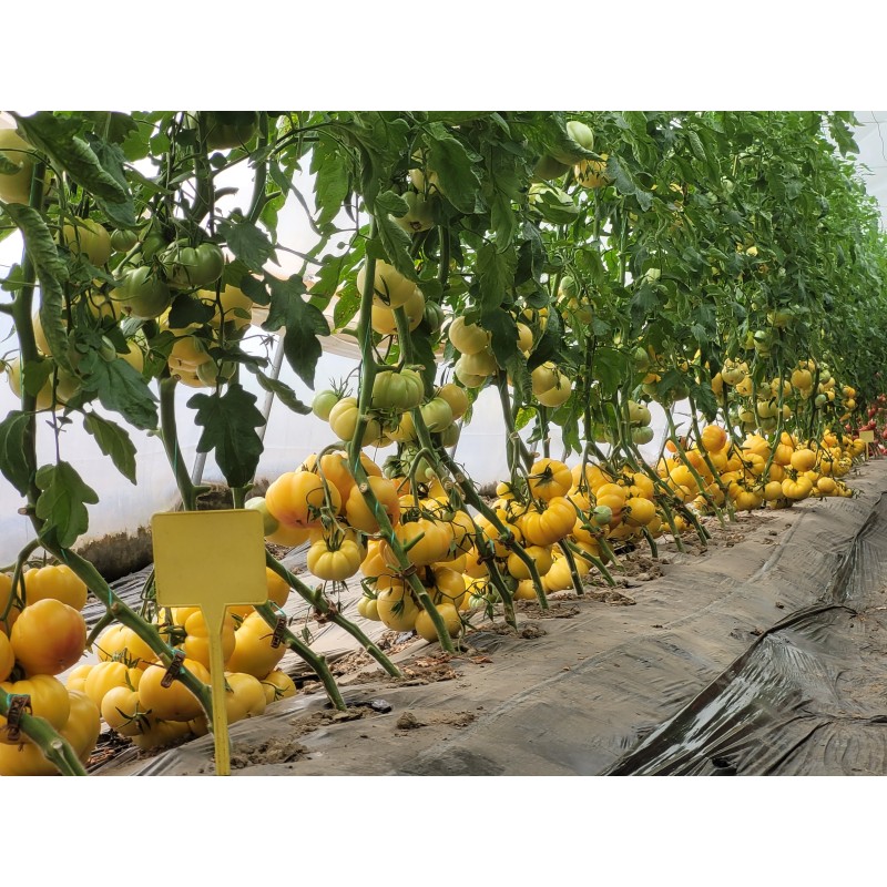 TOMATE MONTE YELLOW 250SEM 