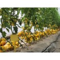 TOMATE MONTE YELLOW 250SEM 