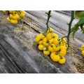 TOMATE MONTE YELLOW 250SEM 
