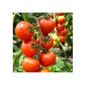 TOMATE PRIMADONA 500SEM