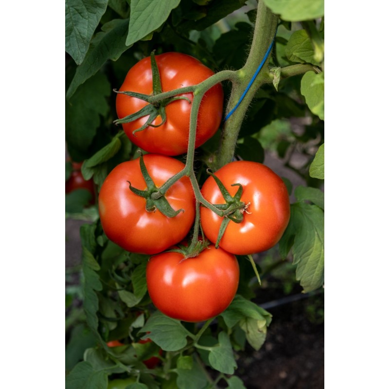 TOMATE VITARA F1 1000SEM