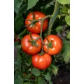 TOMATE VITARA F1 1000SEM