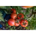 TOMATE VITARA F1 1000SEM